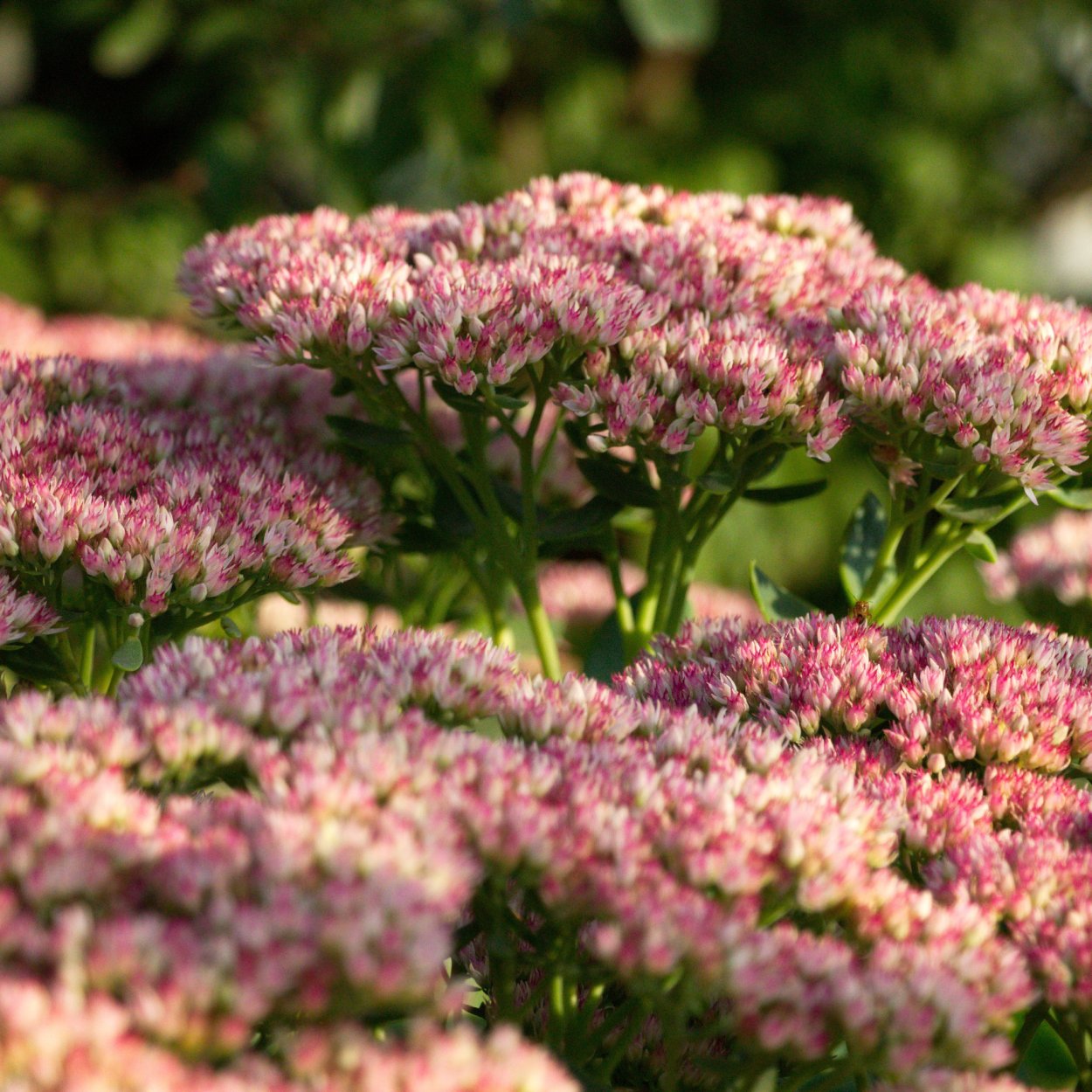 Очиток розовый заячья капуста