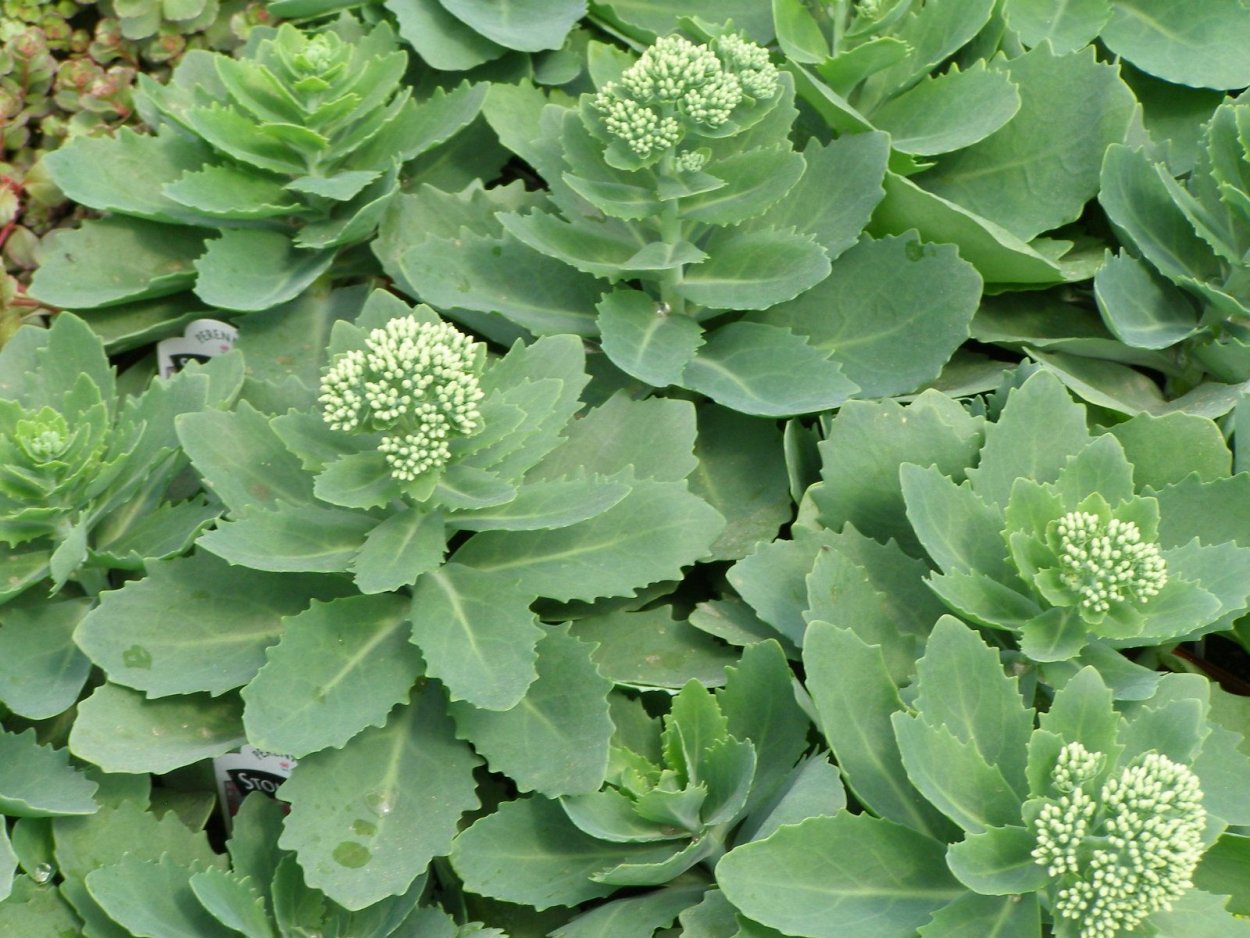 Очиток седум зеленый