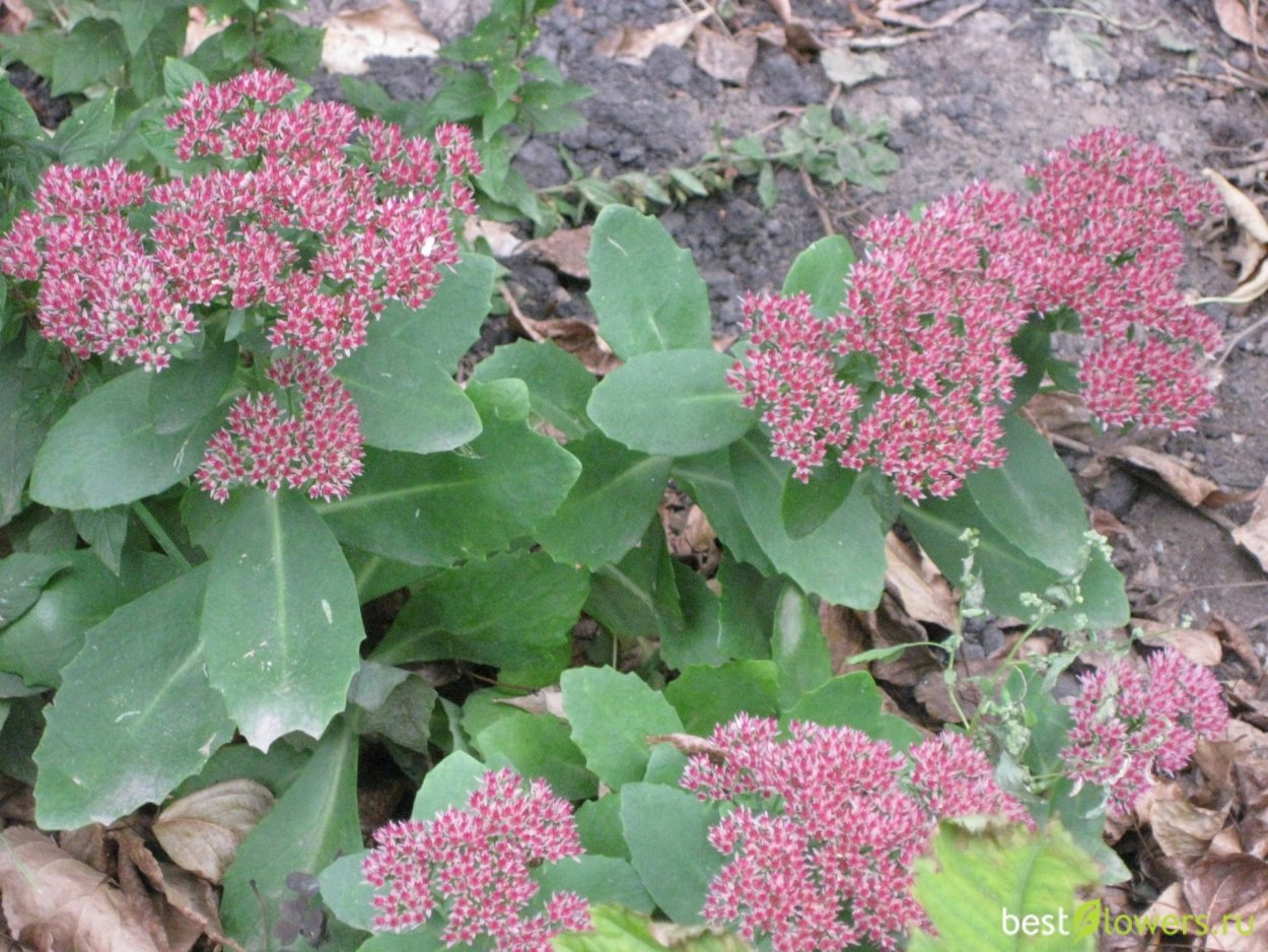 Очиток каланхоэ