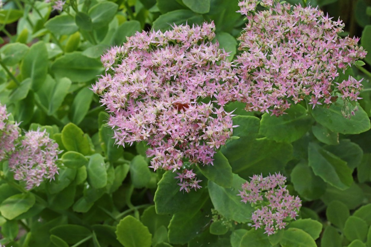 Hylotelephium spectabile(Очиток Видный)