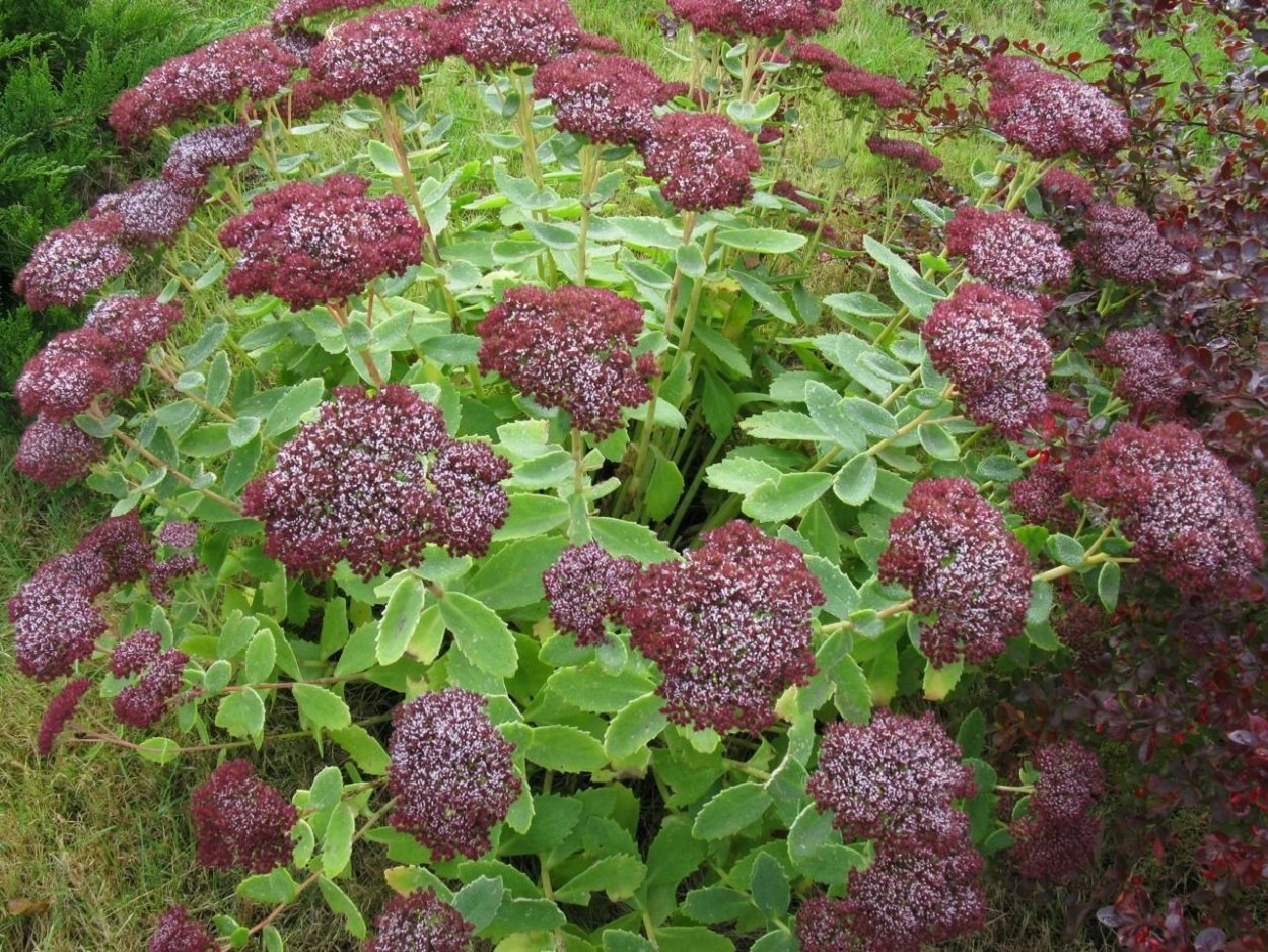 Заячья капуста красная