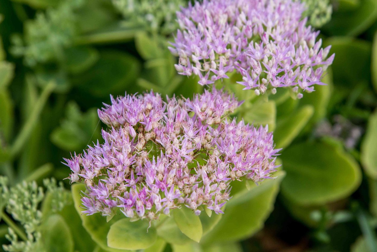 Очиток Курильский (Sedum kurilense)