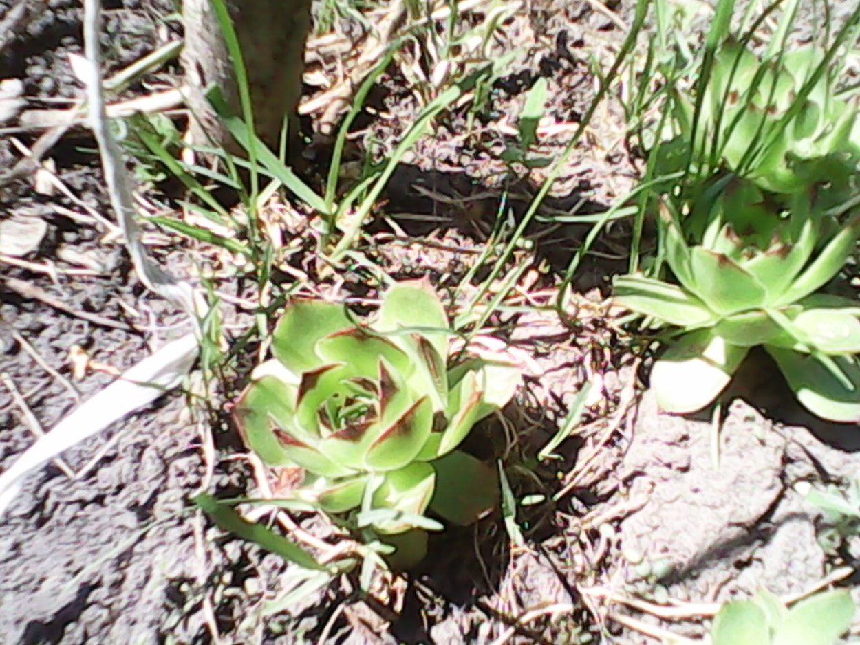 Заячья капуста дерево Дальний Восток