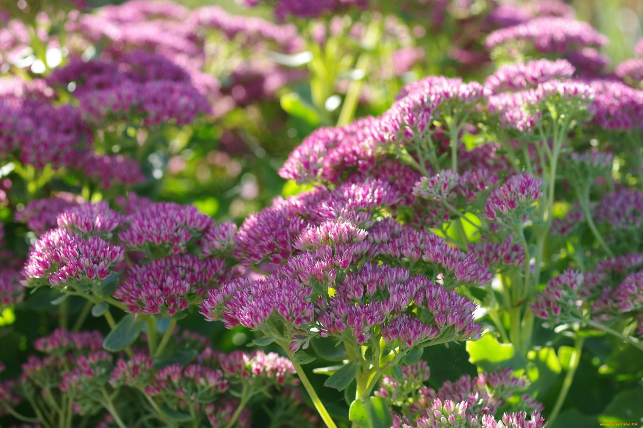 Очиток Луговой