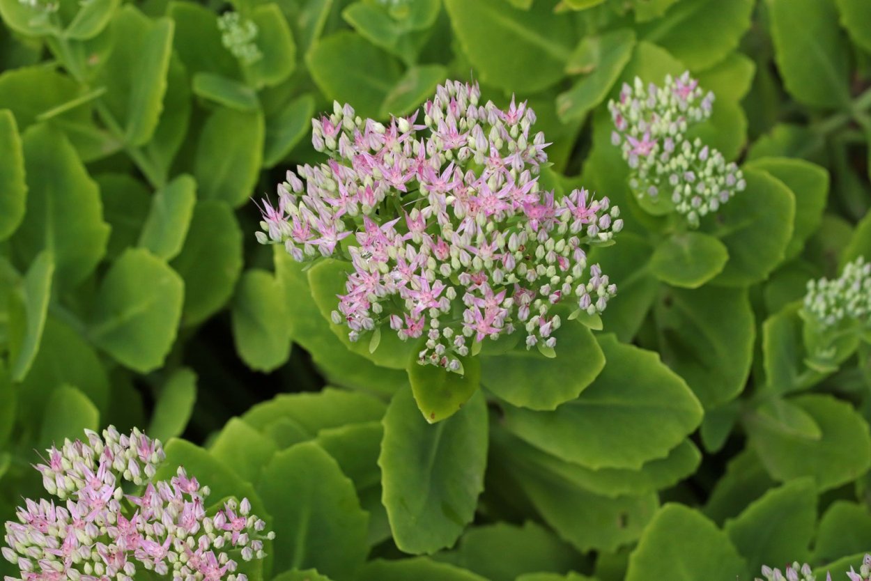 Hylotelephium spectabile(Очиток Видный)