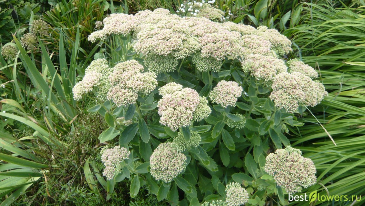 Очиток Видный лечебный