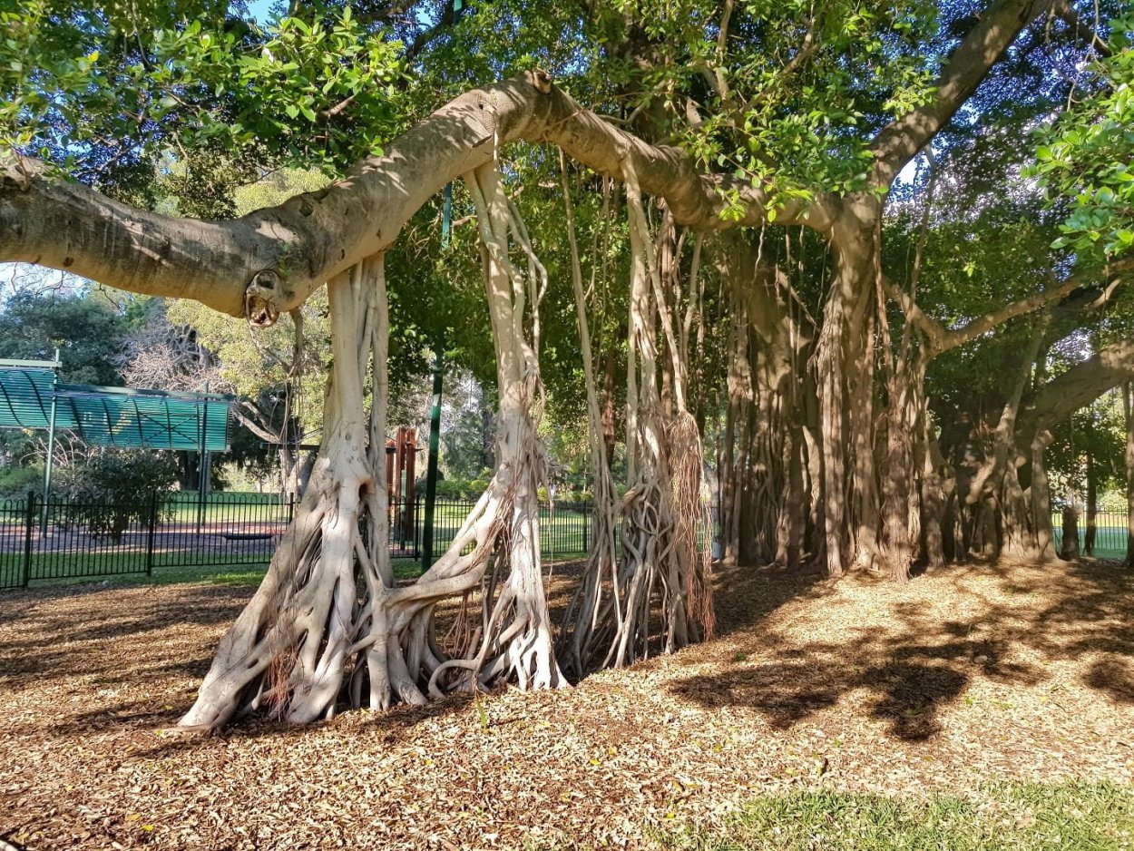 Фикус душитель Баньян