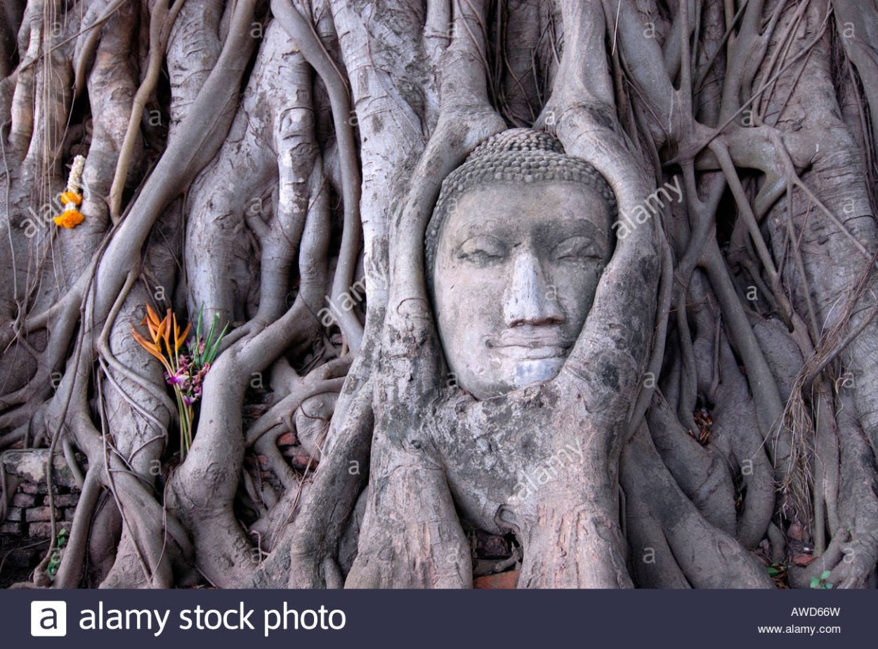 Фига душитель