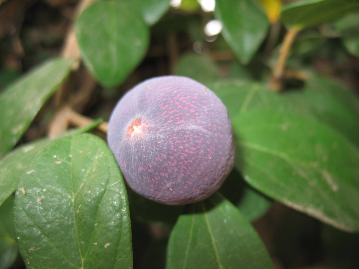 Фиолетовые плоды