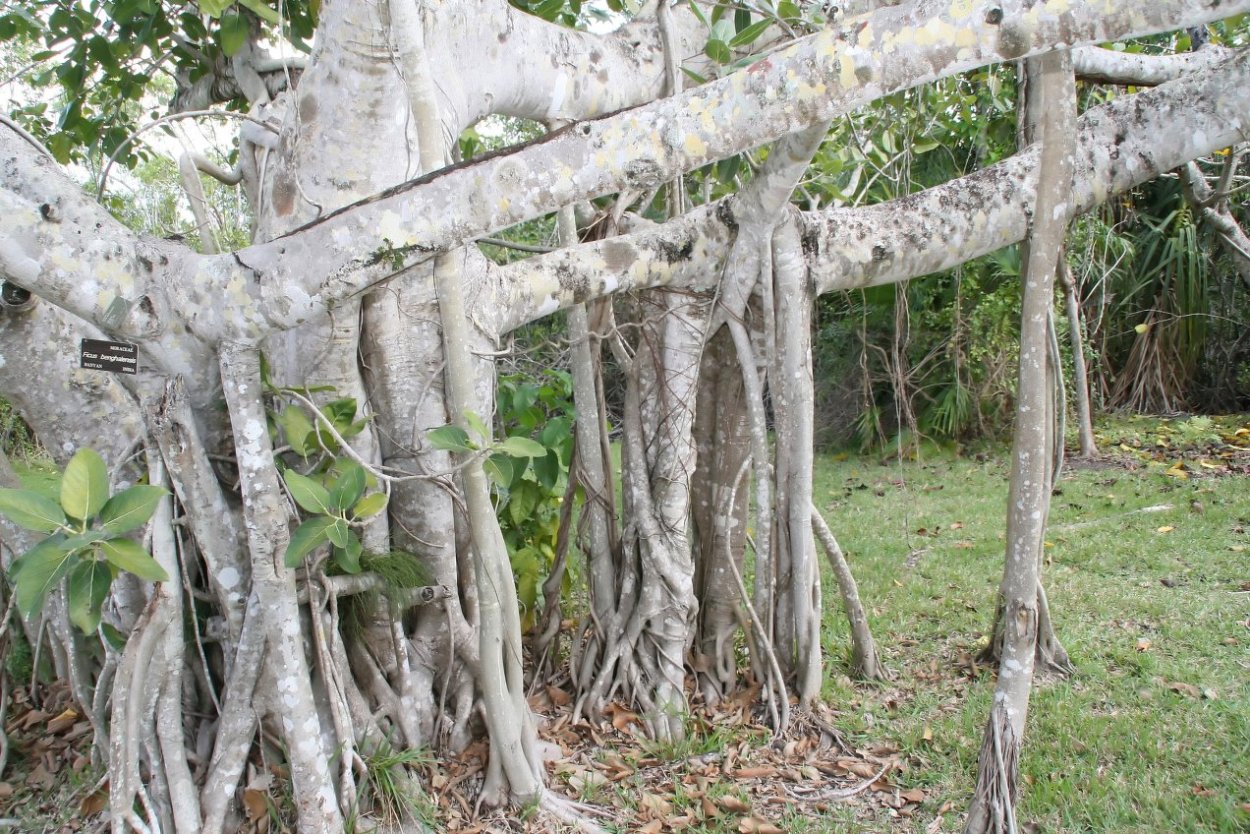 Фикус бенгальский душитель