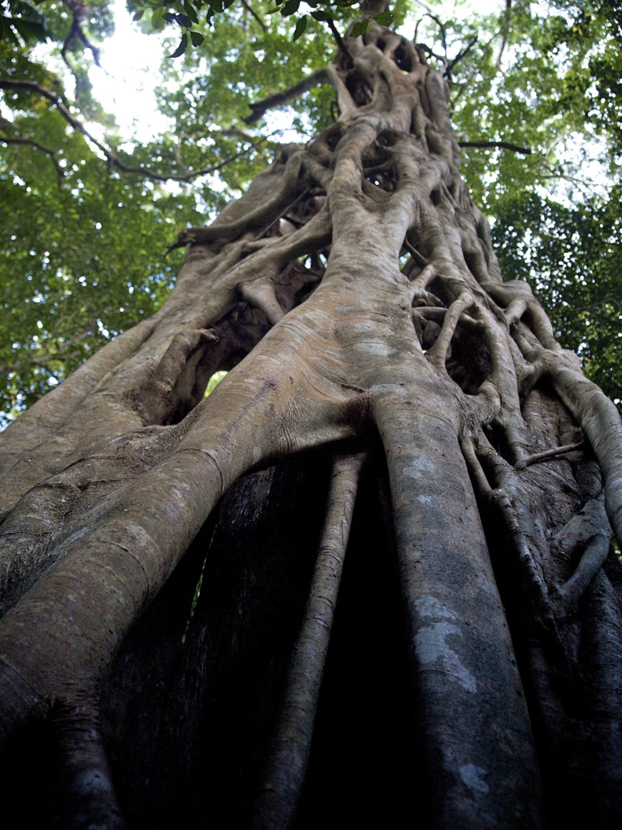 Флоридский фикус душитель