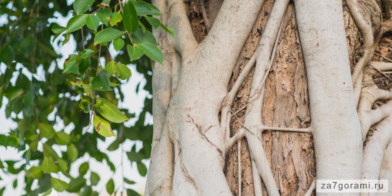 Флоридский фикус душитель