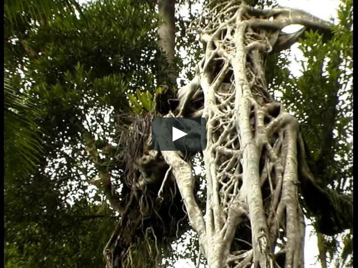 Паутинчатое дерево