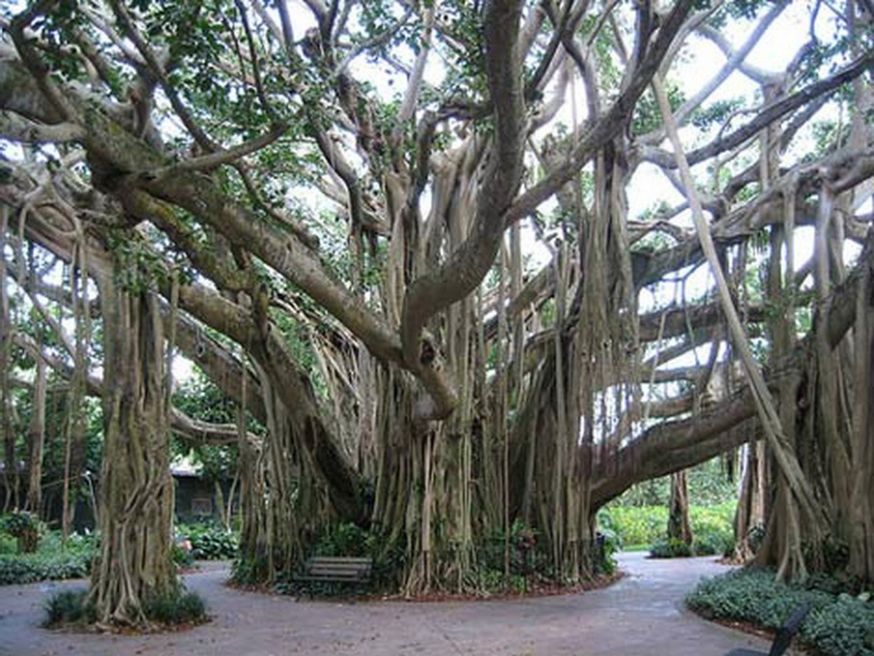 Фикус душитель Баньян