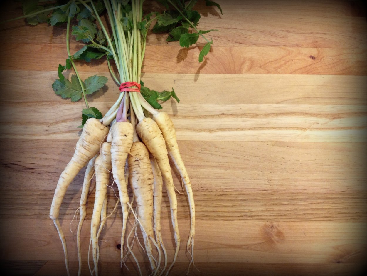 Пастернак растение