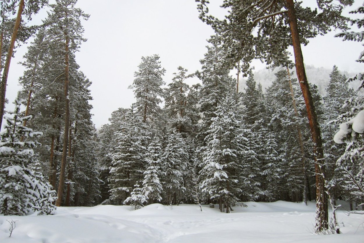 Косинский парк зимой