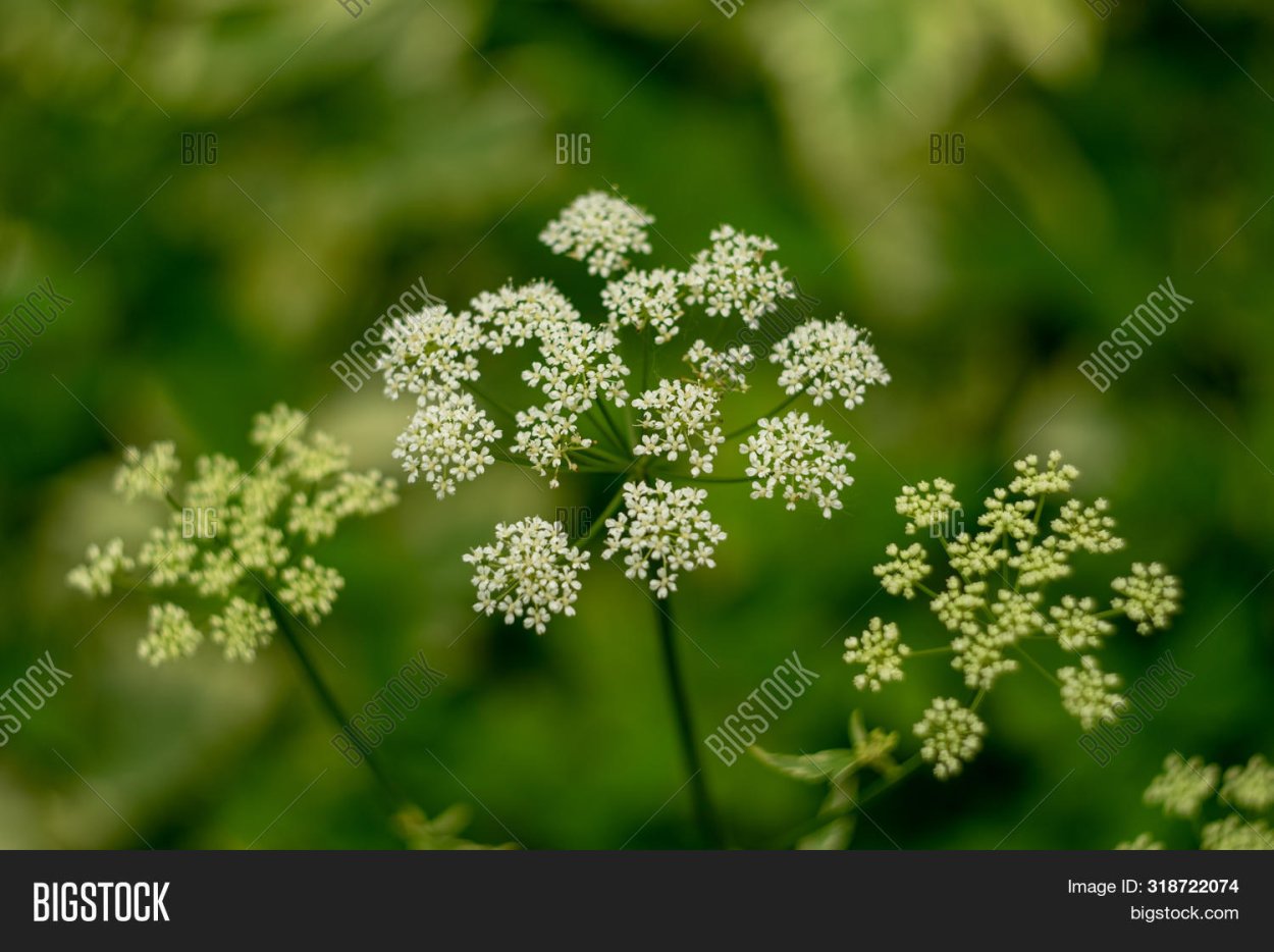 Почему Пастернак цветет белым