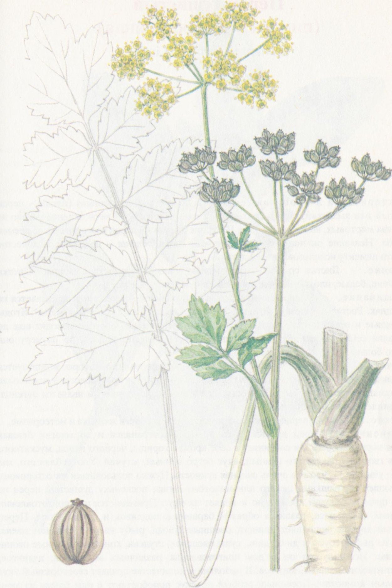 Пастернак зонтичные