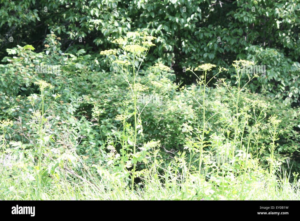 Пастернак дикий медонос