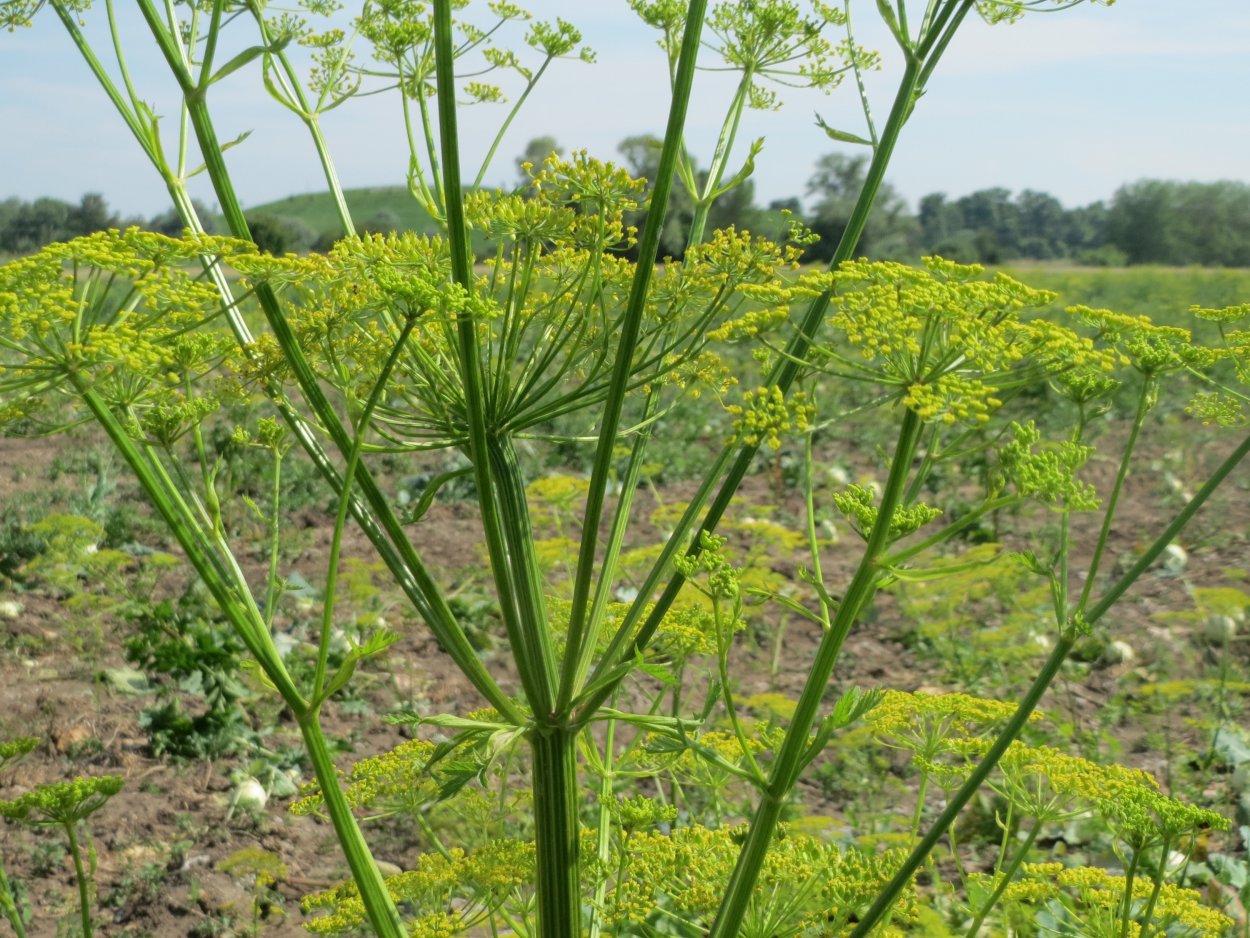 Pastinaca Sativa хранение