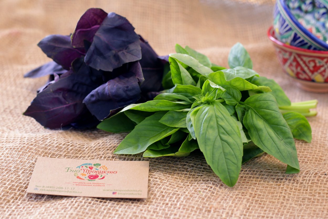 Базилик Реган фиолетовый