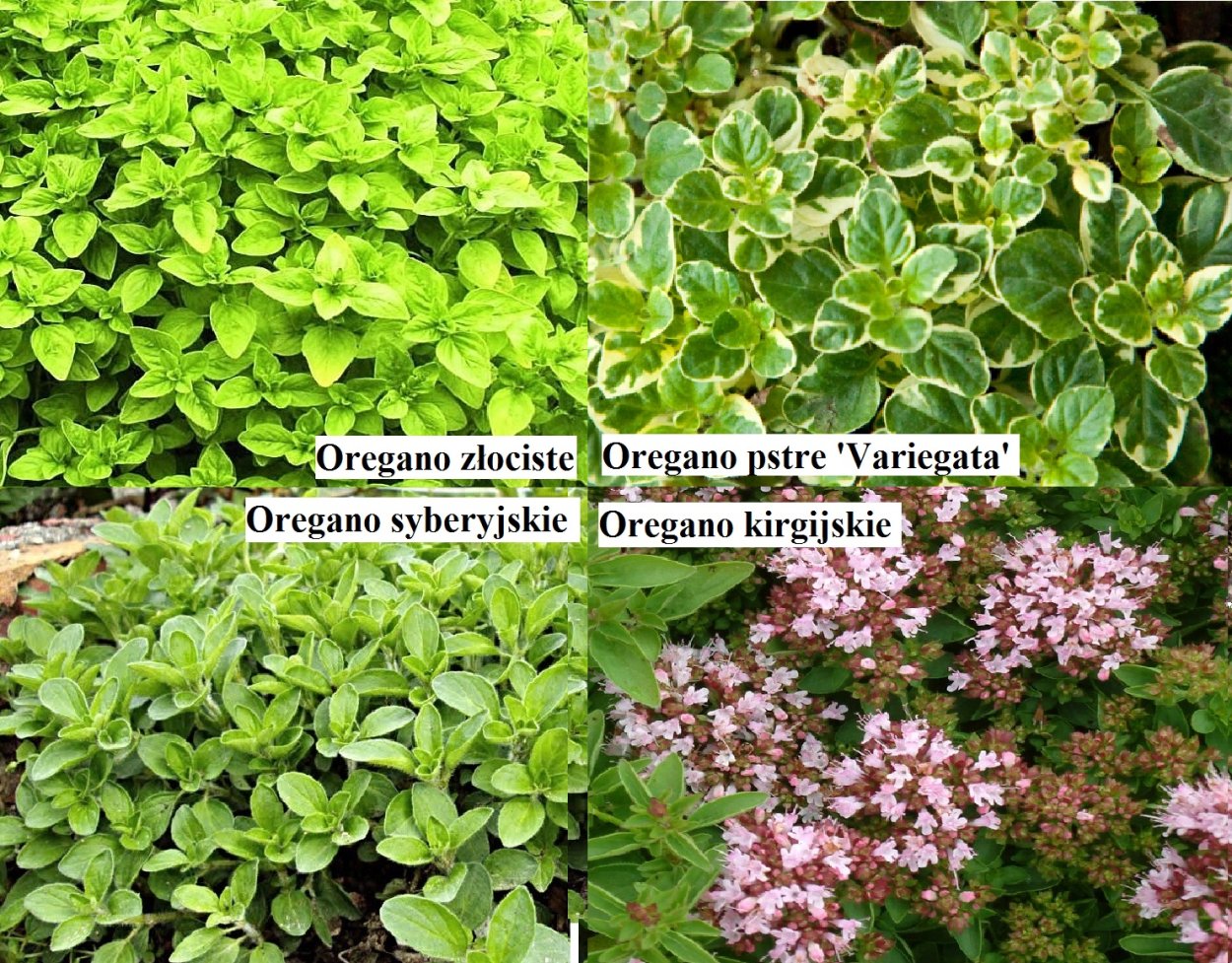 Душица обыкновенная variegata
