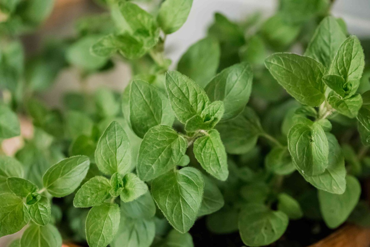 Базилик Реган орегано