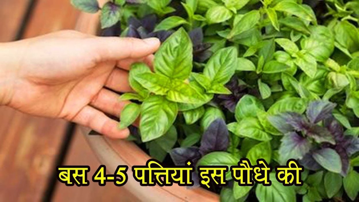 Базилик Италия