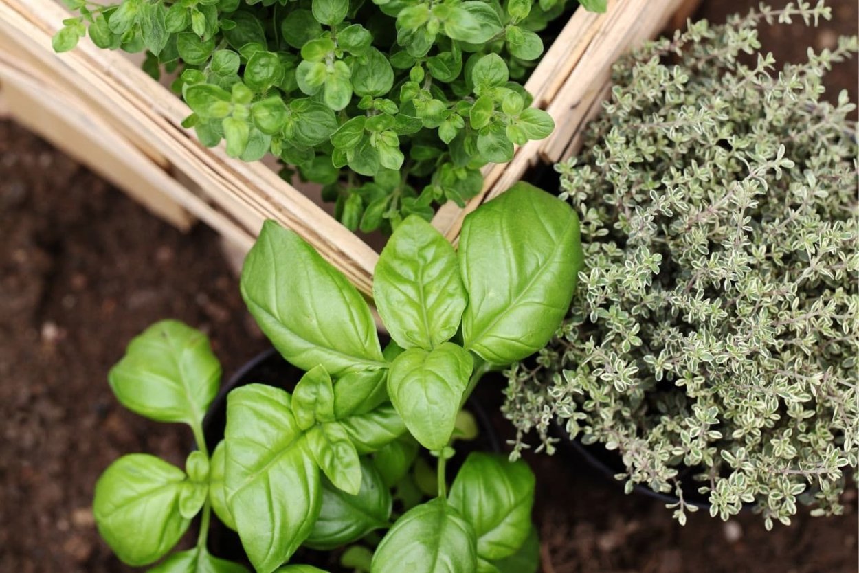 Орегано Клум