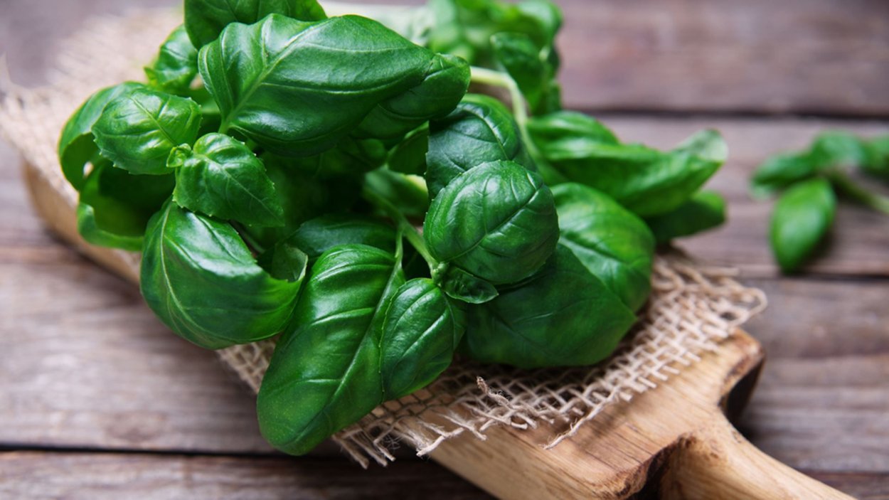 Зелень базилик