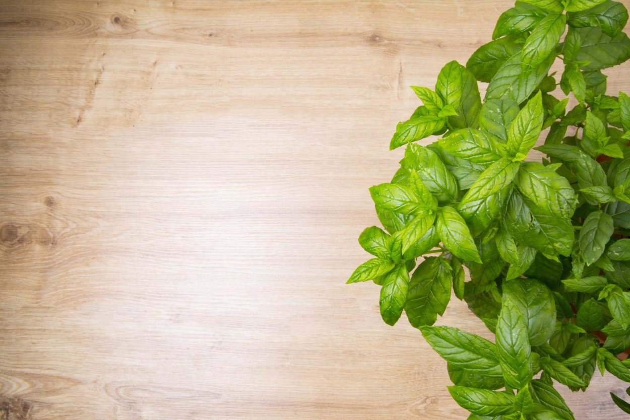 Зелень мята