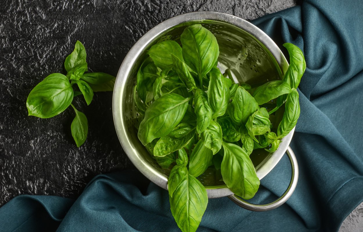 Базилик листья