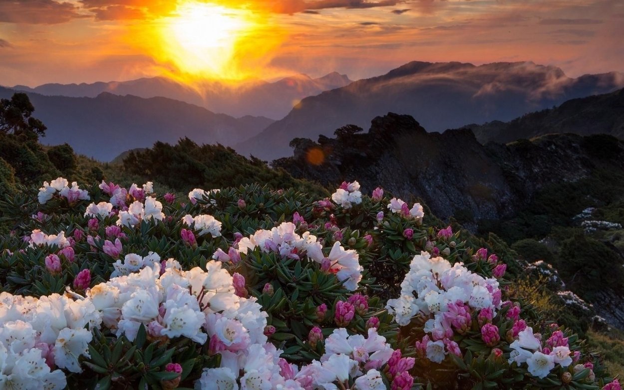 Пейзаж цветы