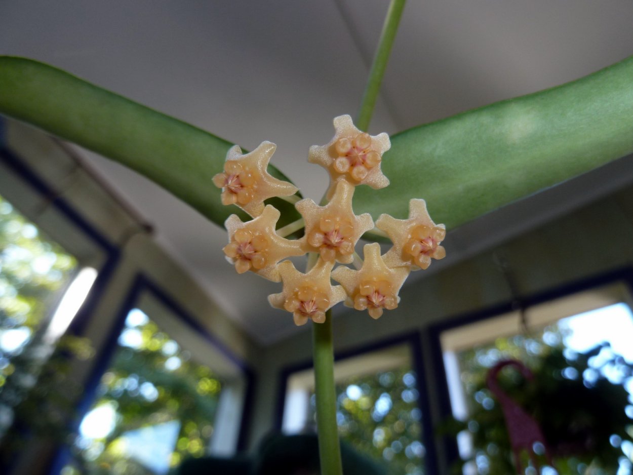 Хойя пандурата