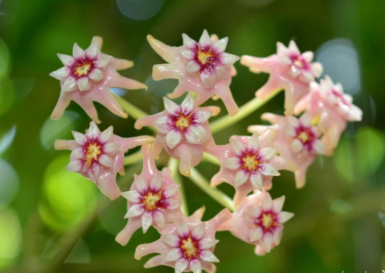 Хойя полинейра Вьетнам