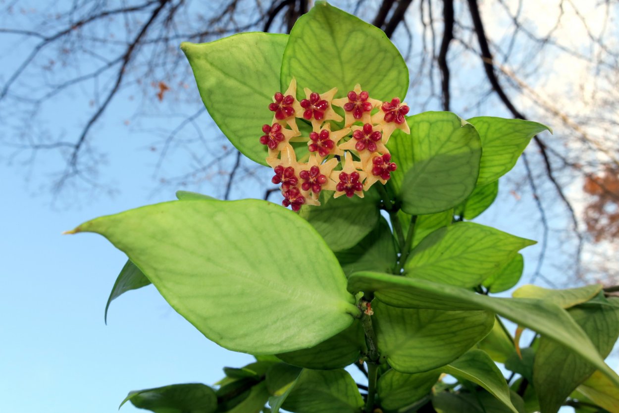 Хойя polyneura broget