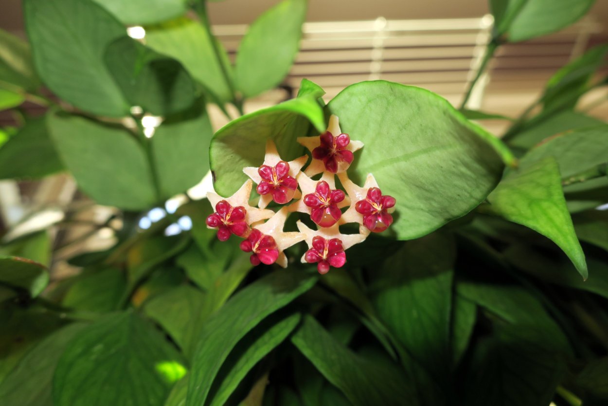 Хойя polyneura broget