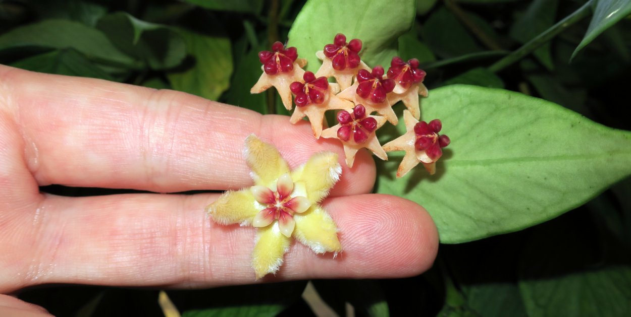 Hoya polyneura/Хойя полинейра