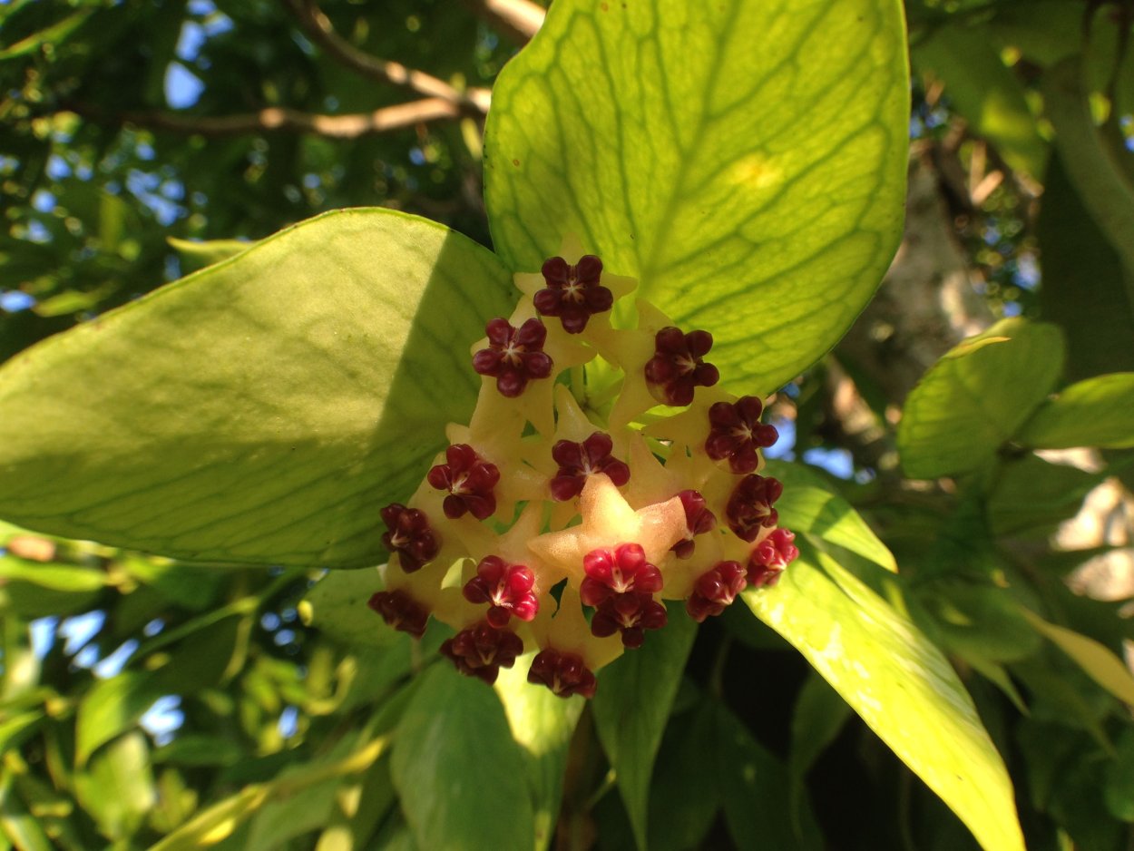 Hoya polyneura/Хойя полинейра