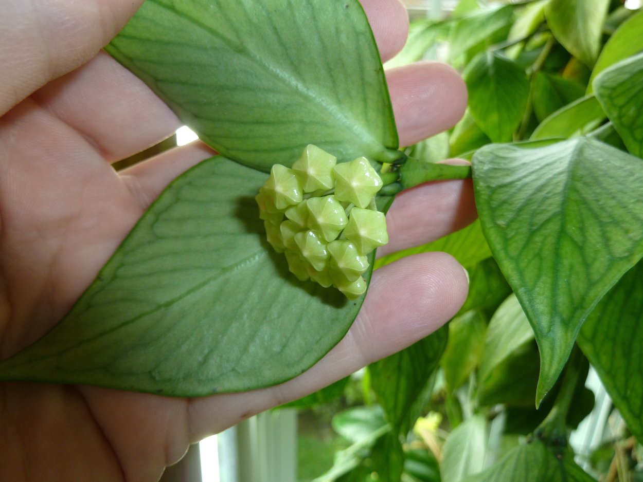 Hoya polyneura цветок
