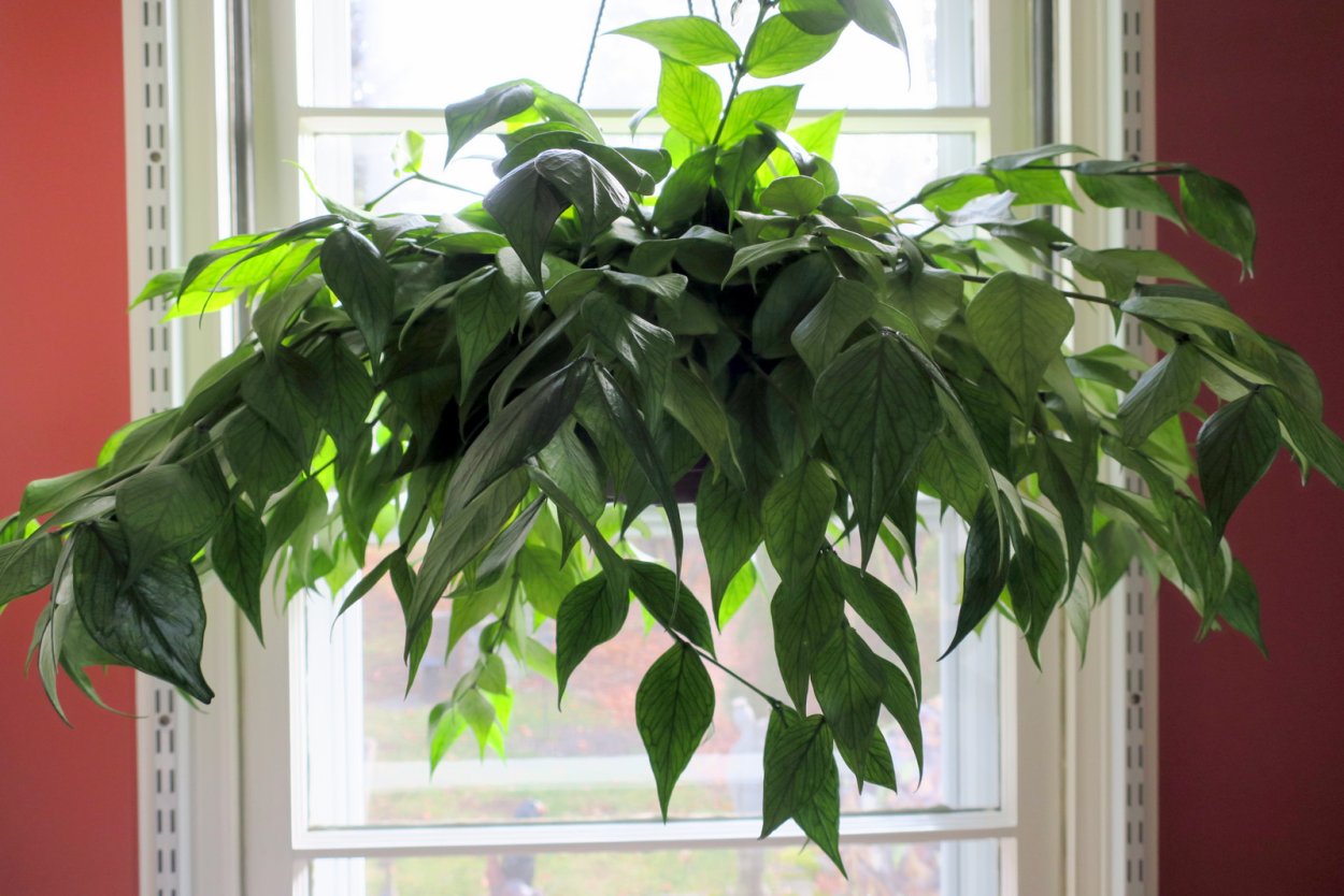 Хойя polyneura broget