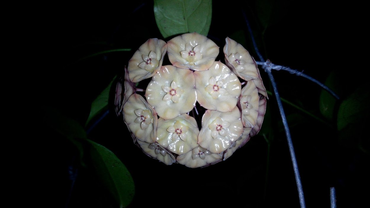 Хойя SP. GPS - 735