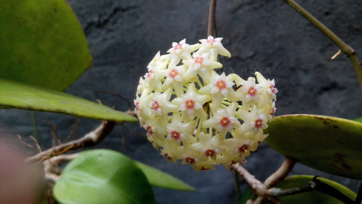 Хойя паразитика