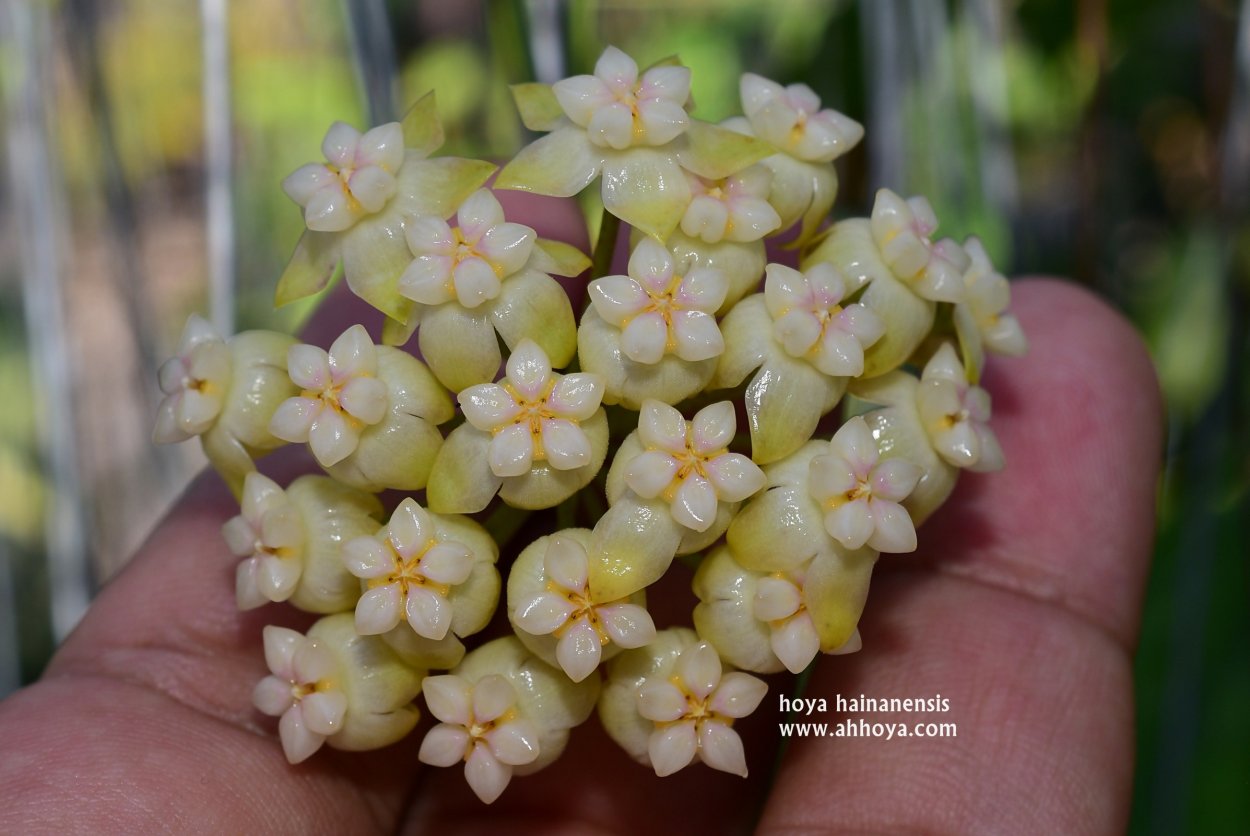 Хойя hainanensis