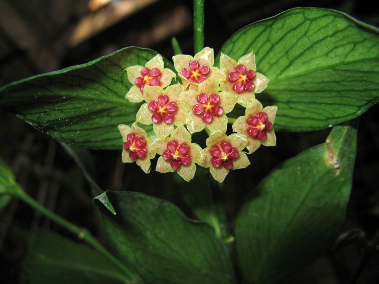 Хойя polyneura broget