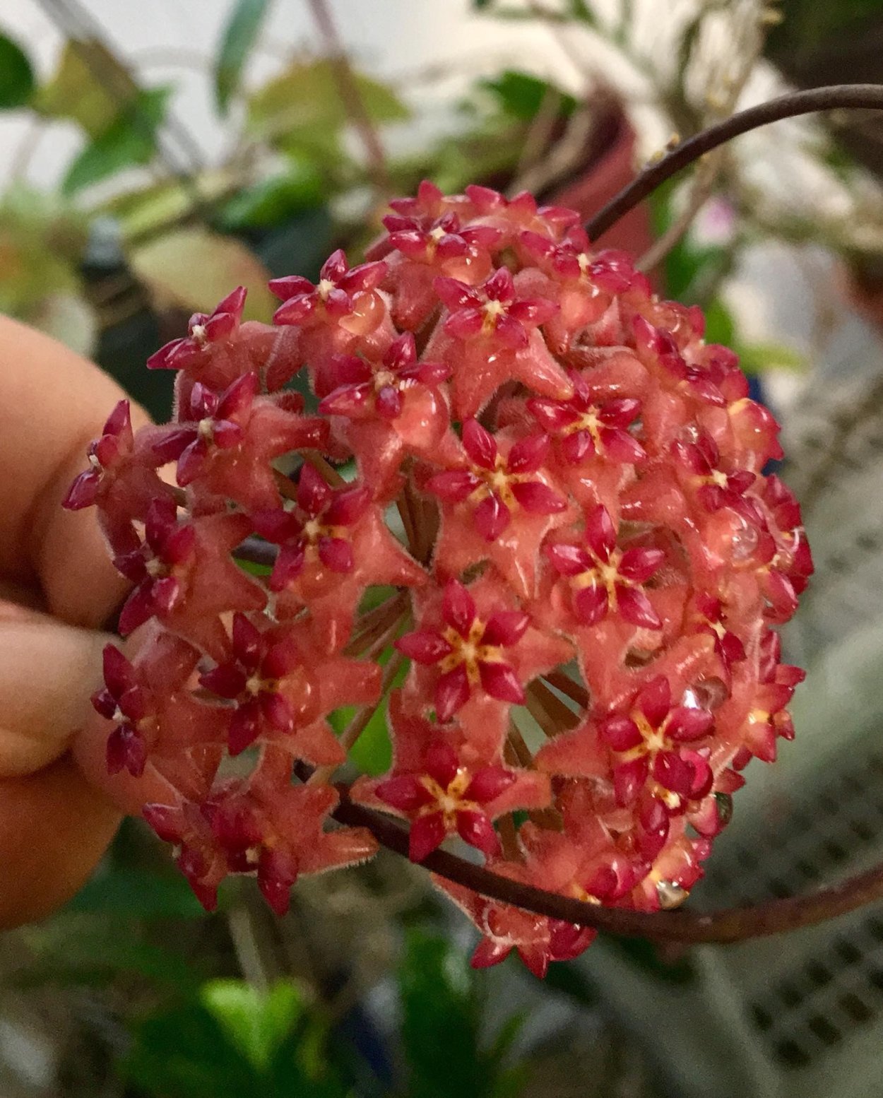 Хойя полинейра Сильвер