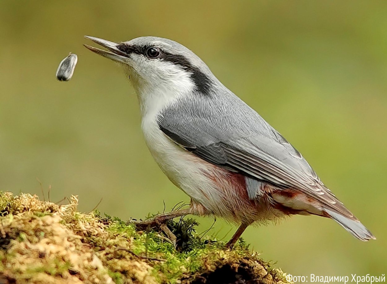 Серая птичка Ленинградской области