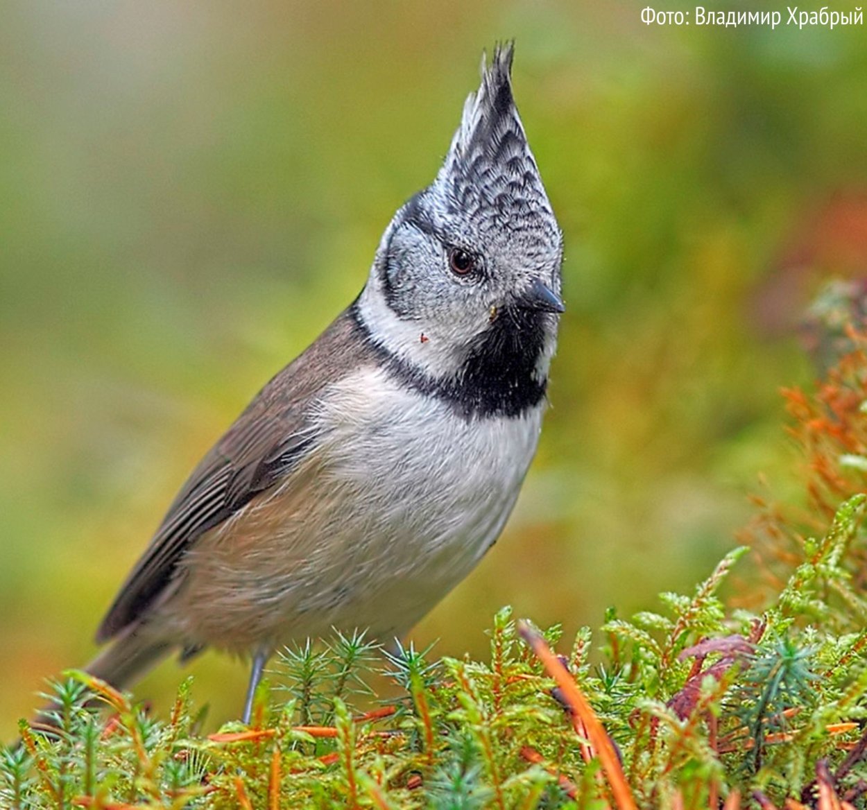 Большая синица и хохлатая синица