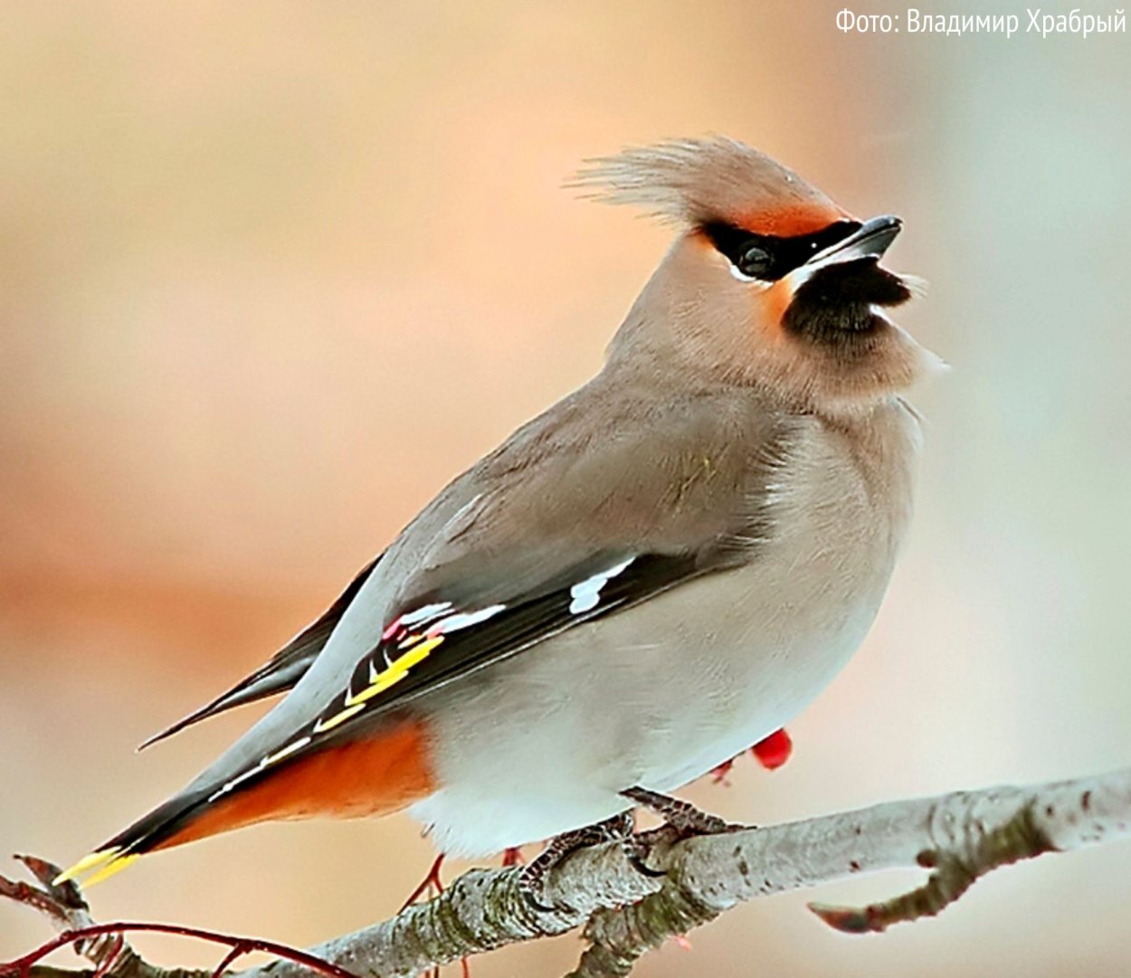 Птицы Ленинградской обл