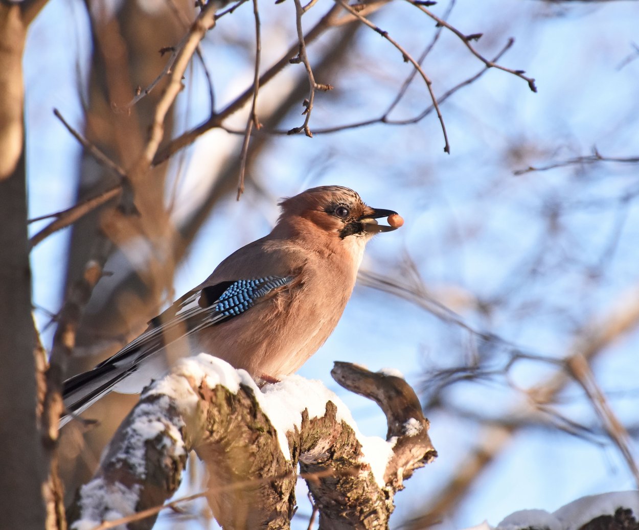 Сойка в Тверской области